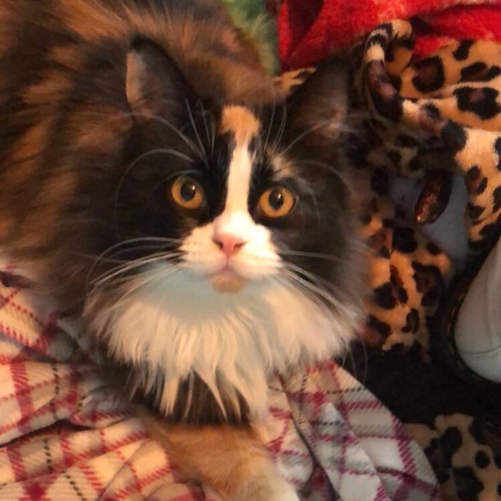 Meet your Posher, Karlee